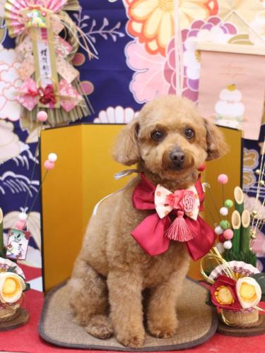 20240128チョコちゃん